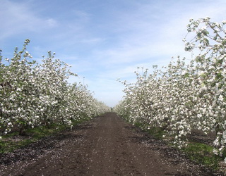 Фосфорні і калійні добрива вносять у яблуневий сад раз на п’ять років